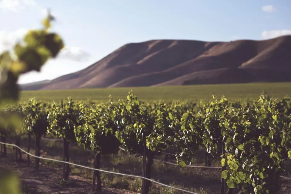 I vigneti della tenuta sulle colline