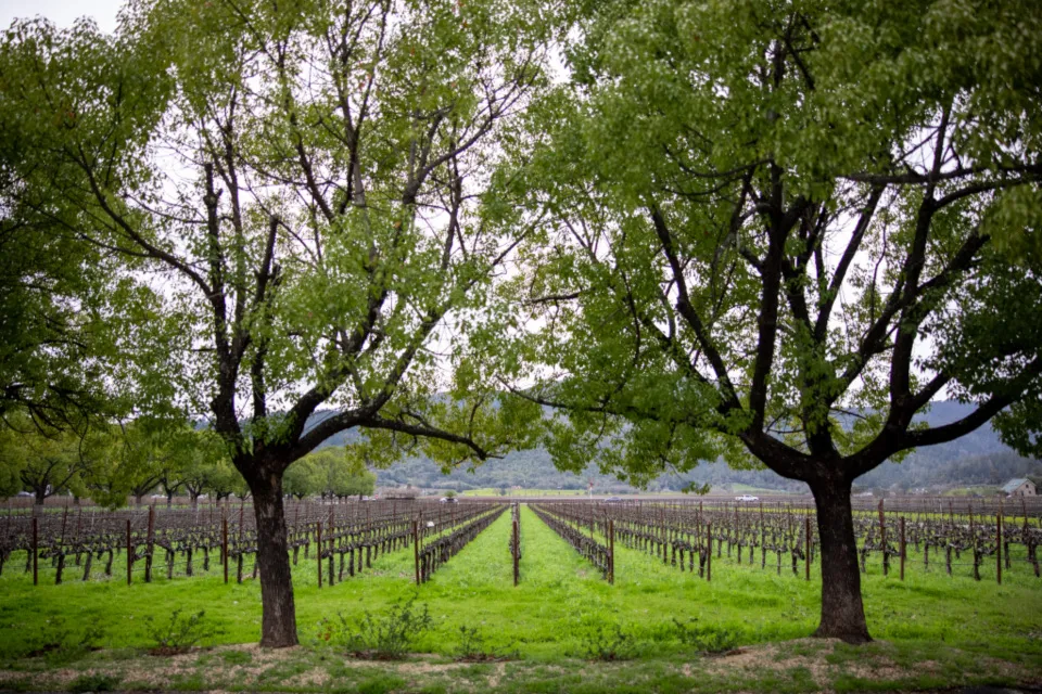Vigne storiche tra i noci della tenuta